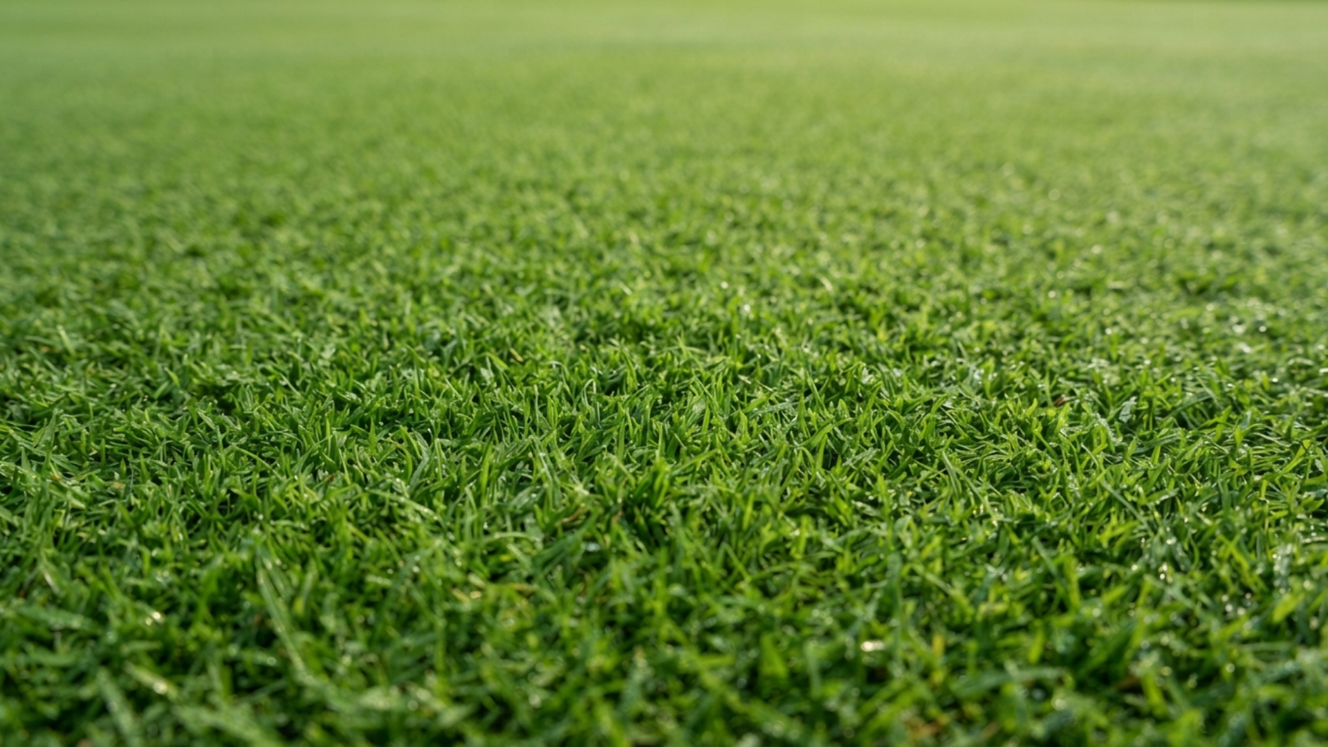 Close-up view of short, green golf course turf with a soft, blurred background.